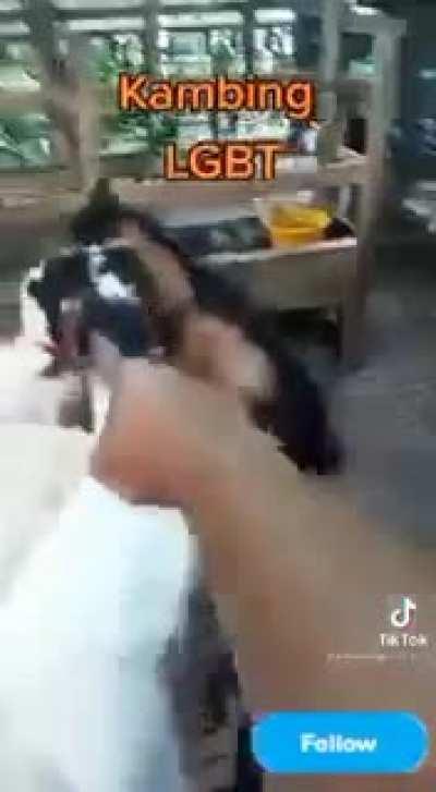 Babi punya kambing sia