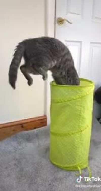 feline gymnastic supremacy
