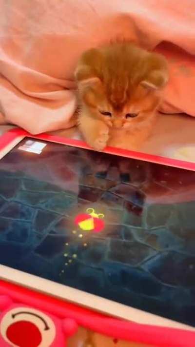 kitten playing games on a tablet 🥺