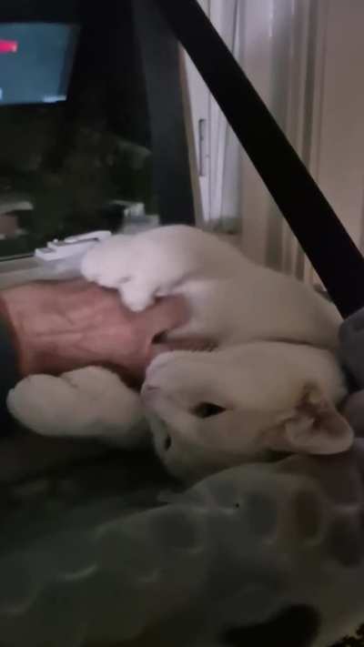 My polydactyl that attacked me last time really does like belly rubs