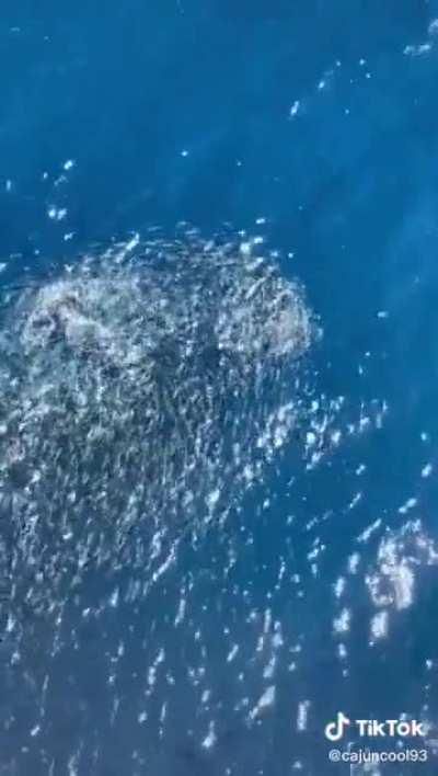 Throwing an apple from an offshore oilrig