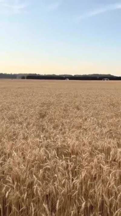 Land Dolphin in it natural habitat..