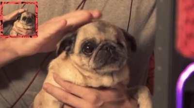 I made a gif of Maya to hopefully brighten your day: