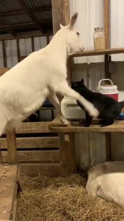 One of our goats is in labor. Our sweet barn kitty Blackjack always comes to make sure things are okay, and they’re happy to return the love with scritches.