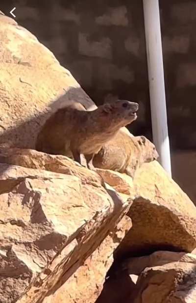 Me alerting bestie bc the shit talking ingredients are approaching our location