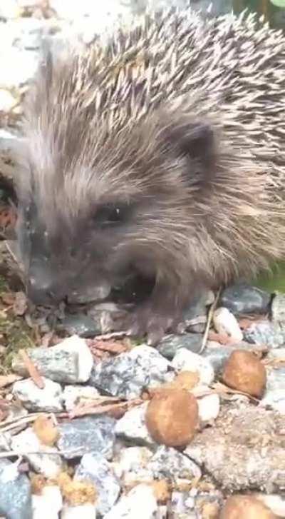 The cutest little hedgehog baby eating food I left for him in my driveway