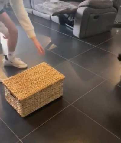 Good boy gets a new friend