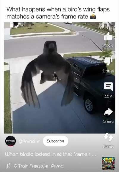 When bird flaps match frame rate