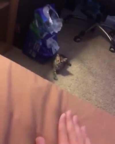 “Her kitty!” “No, you come here.”