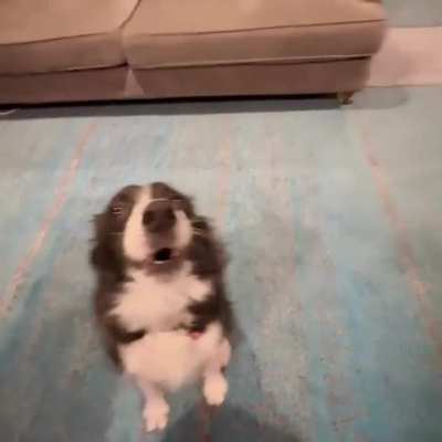 Border Collie Singing