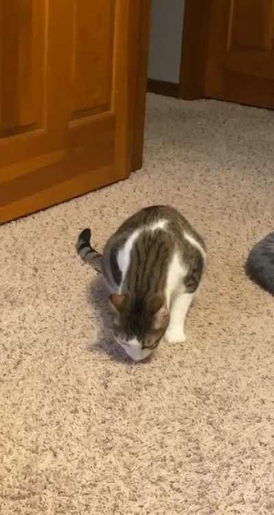 Nutmeg yells every morning until he gets fed..