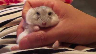 hey you help me cuddle this hampter