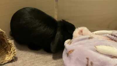 Ever wondered how long a rabbit can stay occupied with just a blanket to play with? The answer I found was 8 minutes 24 seconds.