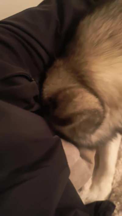 Why does she do this? (dads dog) 😂