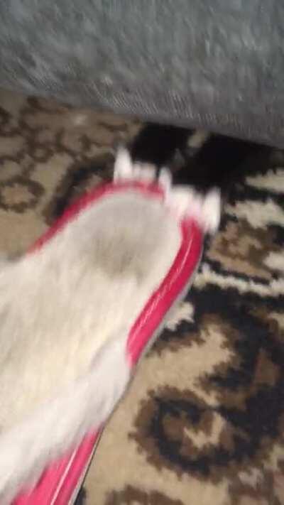 And here he comes, stealing my shoes again