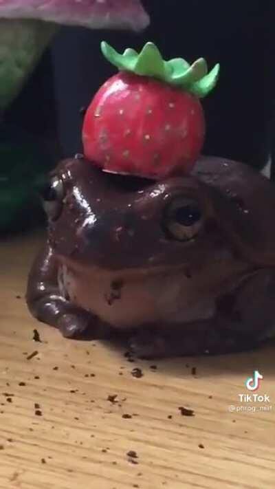 @phrog_milf on tiktok has frog posts, just found this one and loved it .AND HIS NAME IS HUMPHREY!!!!!!!!!!!! Follow them!