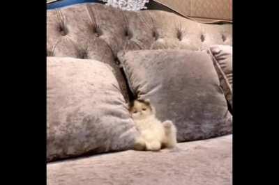 Just a smol kitten sitting on a couch