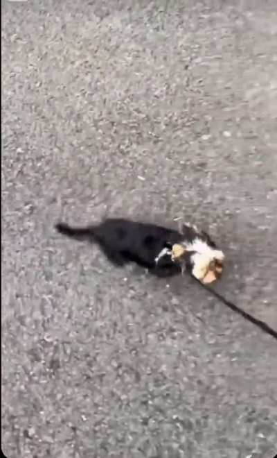 Each one with their own personality. Does that happen to you too?