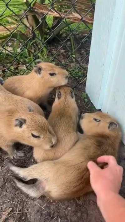 Some sweet capy's to brighten your day