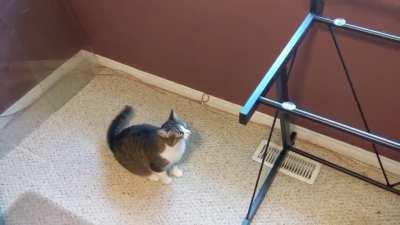 Kitten is confused because of missing glass top on the desk