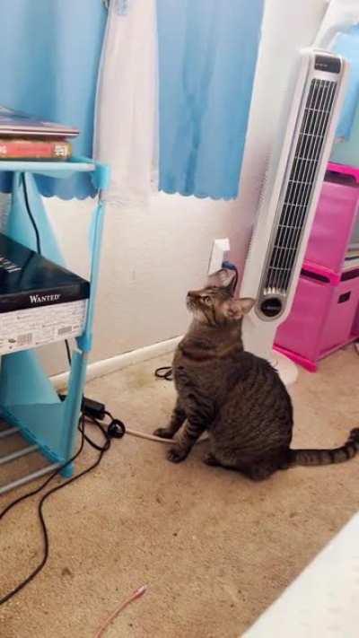 He does this every time he wants to jump on something