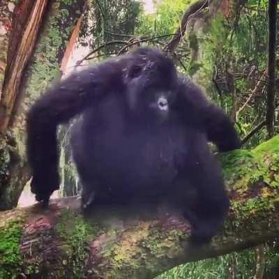 Little Gorilla knows how to make an entrance.