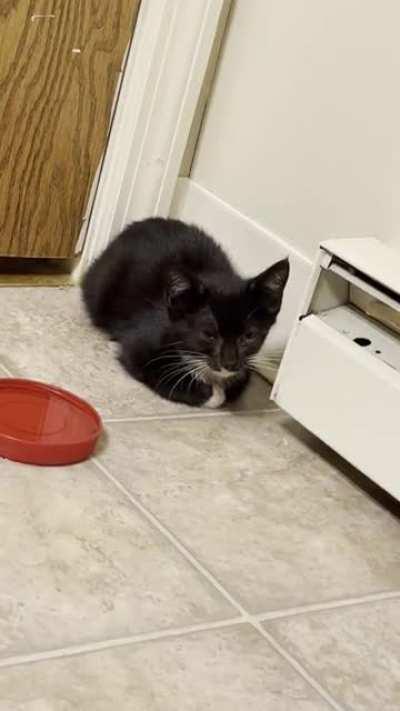 Trying to take care of this little stray kitten. Does anyone know why she’s making this noise? Any advice is helpful