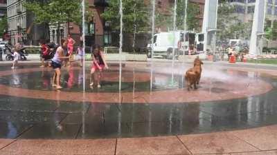 My dog enjoying the greenway fountain in front of the aquarium