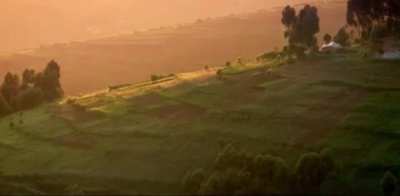 The bellow of a wild animal