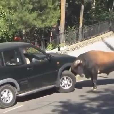 The strength of a bull