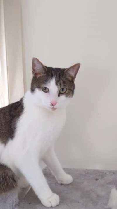 Apparently my presence really offended Broccoli