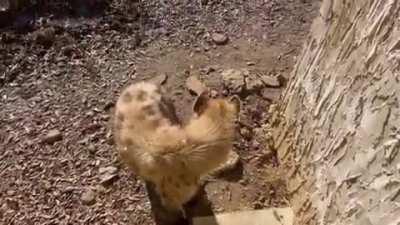 Posting yeens every day until I get to pet one Day 686 Must destroy all the bubbles!!