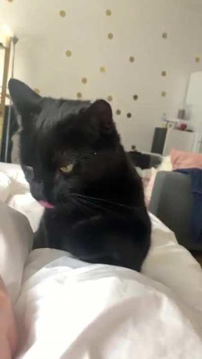 Pet me pet me pet me taps