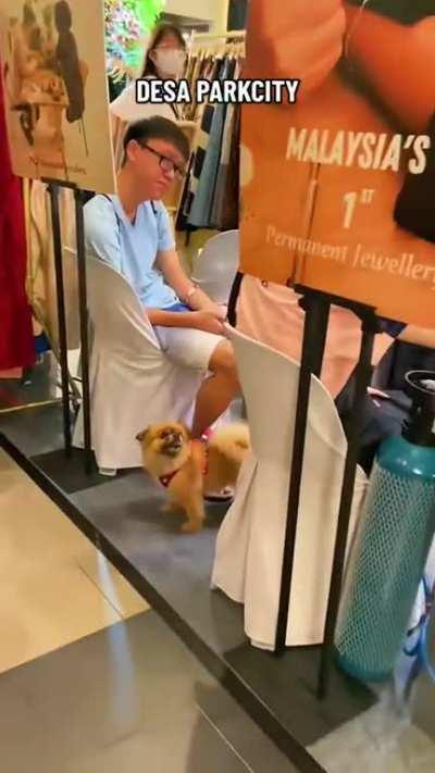 Discovering that Desa Park City is pet friendly 