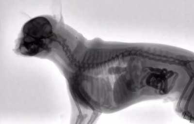 X-ray of a Dog Eating Food