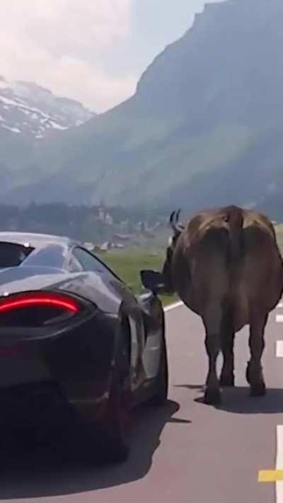 When the real OG lamborghini is on the road.