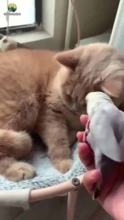 Добрый Котя