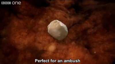 Sperm attacked by woman's immune system