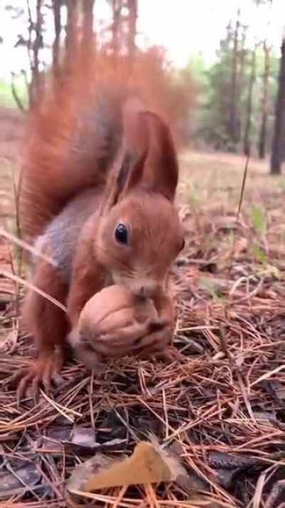 Little squirrel gets his nut