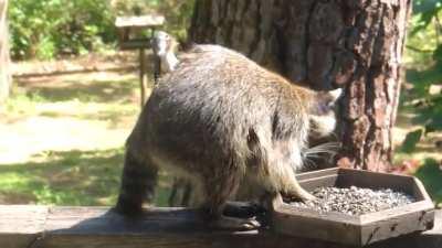 A number of mammals, such as foxes, dogs, cats, pademelons, and even humans, are targeted for kleptotrichy by birds which use the hairs as building material to construct their nests. This tufted titmouse is pulling hairs from a raccoon while it is munchin