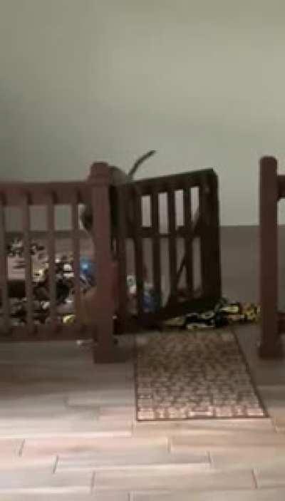 Cat outsmarting a dog