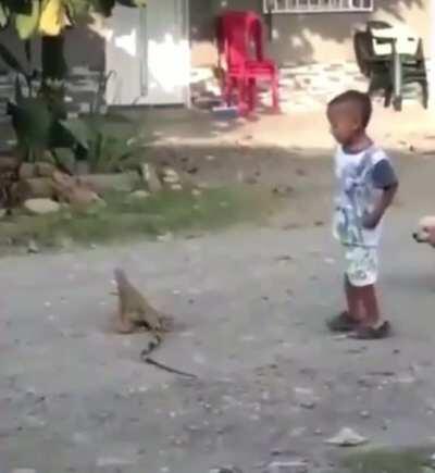 WCGW going near this iguana