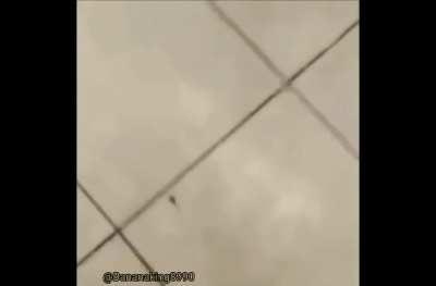 Who wins? Plate or Scorpion?