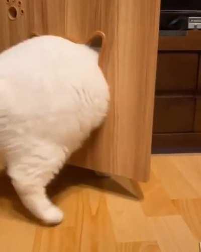 chubby cat problem!!