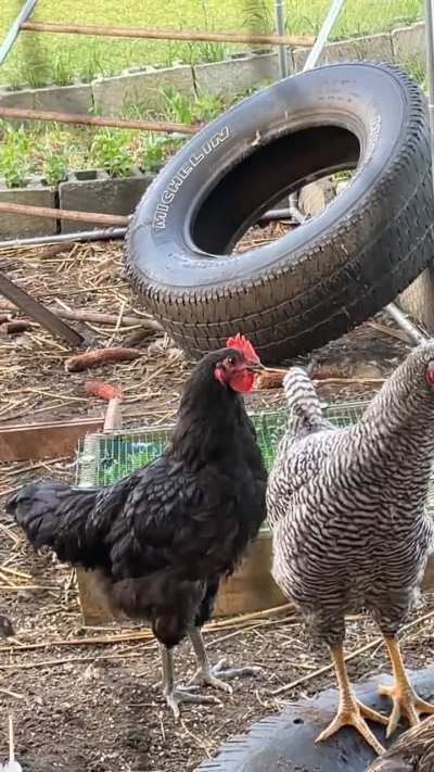 My boy sounds like a rubber chicken