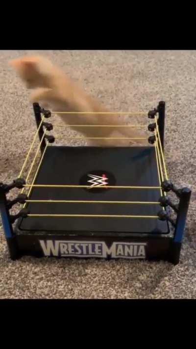 Who will win? Place your bets