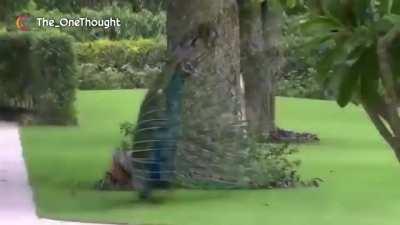 Kiteretsu ft. Mudi Z