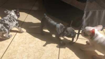 The Bagel Bites will be 7 weeks tomorrow 😍