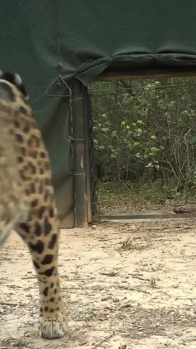 Hay una nueva yaguareté en El Impenetrable, se llama Acaí y nació en libertad en el Iberá