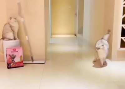 Real life cartoon moment